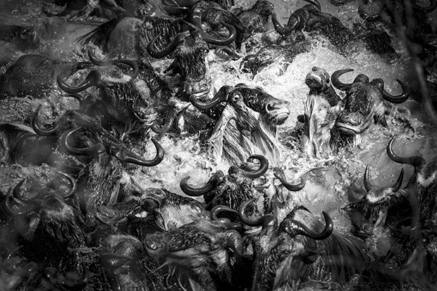 Behind the Lens: Wildebeest Crossing